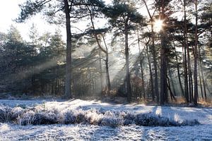 WINTERSTILTE - SILENT WINTER sur HANS VAN DAM