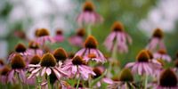 Sun hats by Margo Schoote thumbnail