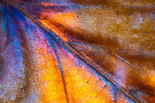 Macro van herfstblad in zonlicht.