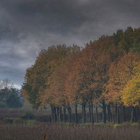 Gorgeous autumn colours by Mart Houtman