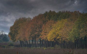Schitterende herfstkleuren van Mart Houtman