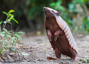 Armadillo smells the scents of the rainforest by Lennart Verheuvel