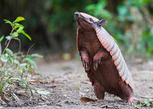 Armadillo smells the scents of the rainforest