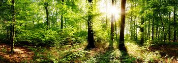 Un lever de soleil de rêve dans la forêt automnale