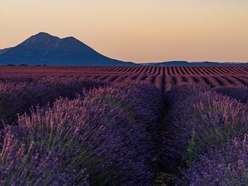 A beautiful sunset among lavender fields by Hillebrand Breuker