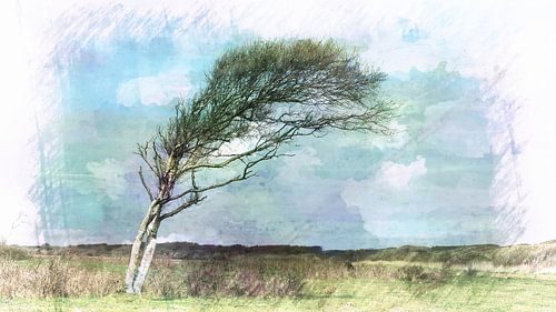 Eenzame Boom op Ameland