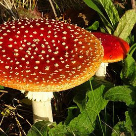 paddenstoel in het bos van Margot van Dijk