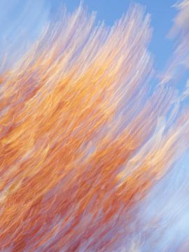 Feuille d'automne abstraite émue, longue exposition, en orange, jaune et rouge. Photographie de nature et de voyage. sur Christa Stroo photography