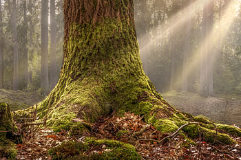 Roots of an old oak tree