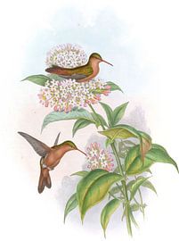 Coral-billed Amazili, John Gould by Hummingbirds