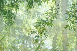 La fièvre de la jungle