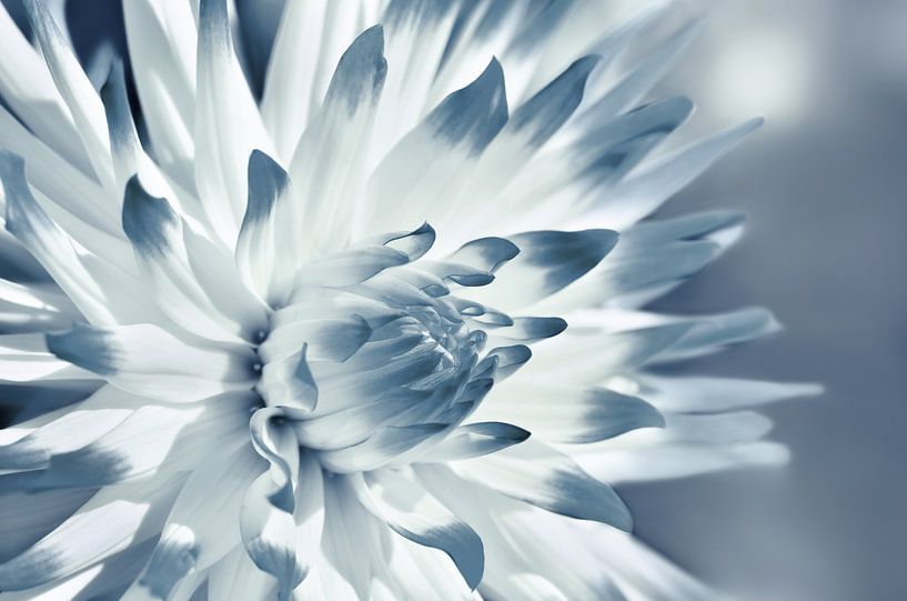 Dahlia by Violetta Honkisz