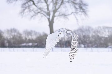 flying snowy owl above the snow by Ina Hendriks-Schaafsma