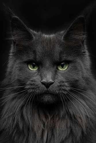 Nahaufnahme einer Maine Coon-Katze
