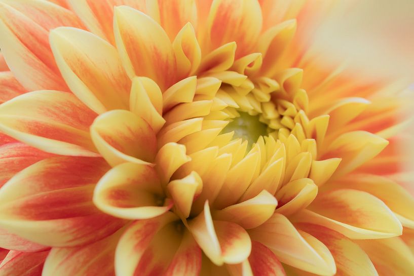 Liebe zu Dahlien&#039;s 5 von Cindy Mulder