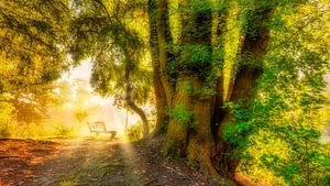 zonnestralen in de vroege ochtend in het bos van eric van der eijk