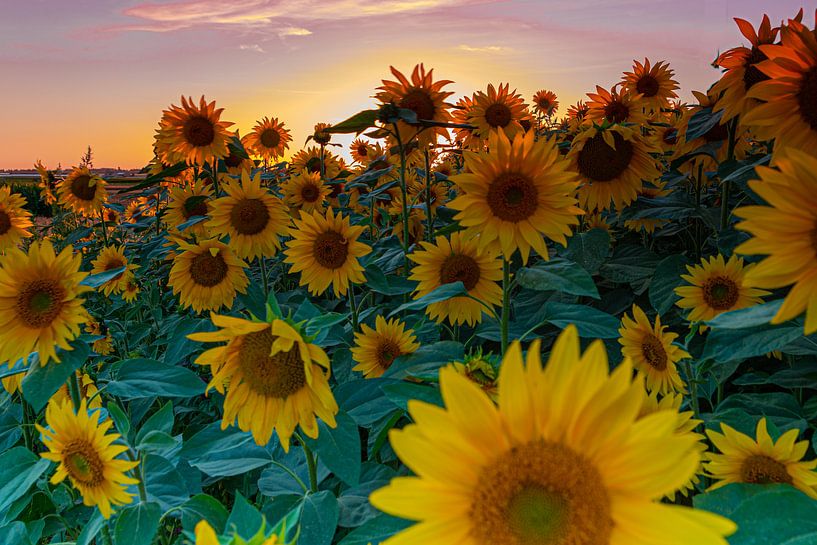 Ein Feld voller Sonnenblumen in der Abendsonne während der goldenen Stunde von Kim Willems