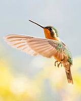 A hummingbird in full flight in search of even more sweets