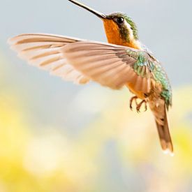 Een kolibrie in volle vlucht op zoek naar nog meer zoetigheid van Remco Piet