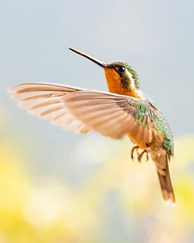 Un colibri en plein vol à la recherche d'encore plus de sucreries