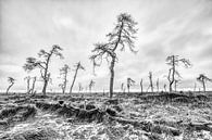 De dode bomen van de Hoge Venen van Jim De Sitter thumbnail