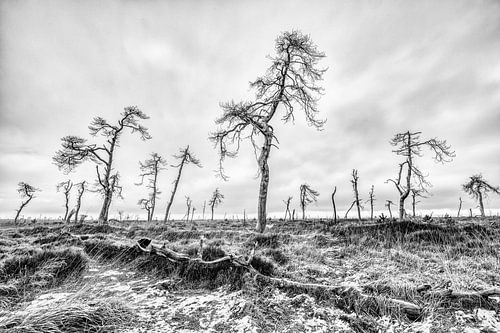 De dode bomen van de Hoge Venen