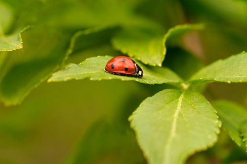 Rood met zwarte stippen
