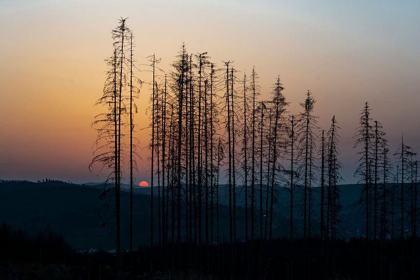 Zon en bomen in Sundern in kleur van Ton de Koning