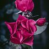 roses sur AciPhotography