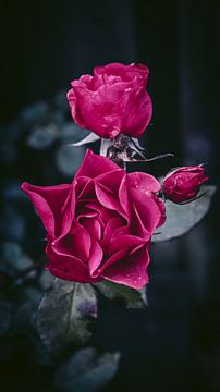 roses sur AciPhotography