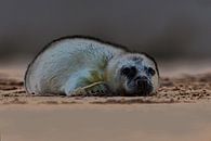 Jonge Grijze Zeehond op het strand van Jeroen Stel thumbnail