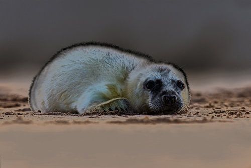 Jonge Grijze Zeehond op het strand
