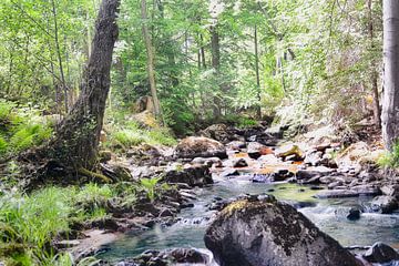 HarzBach by Tim Lee Williams