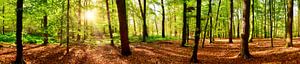 Waldpanorama