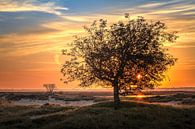 Baum am Sonnenaufgang Dwingelderveld Drenthe Niederlande von R Smallenbroek Miniaturansicht