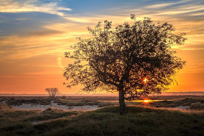 Baum am Sonnenaufgang Dwingelderveld Drenthe Niederlande von R Smallenbroek