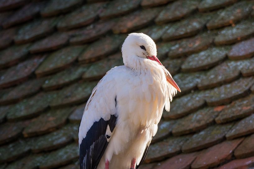 Storch sitzt auf dem Dach eines Hauses von Tobias Luxberg
