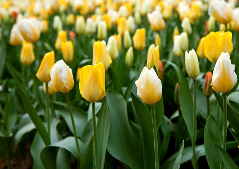 Tulpen van Bo Valentino