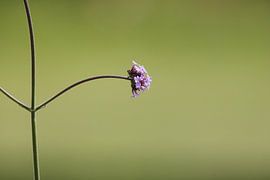Verbena