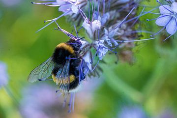 Hommel hangend aan een bloem van Flatfield