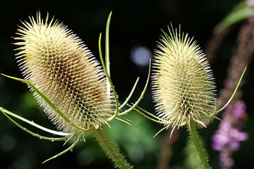 Dipsacus sativus  by Erick van Bommel