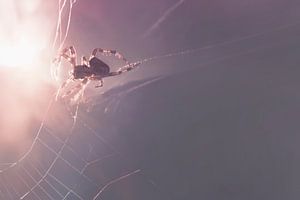 Makrofotografie einer Gartenkreuzspinne - filigrane Details im Sonnenlicht
