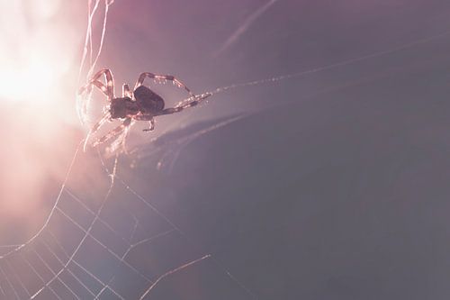 Macro Fotografie van een Tuinspin - Intricate Details in Zonlicht