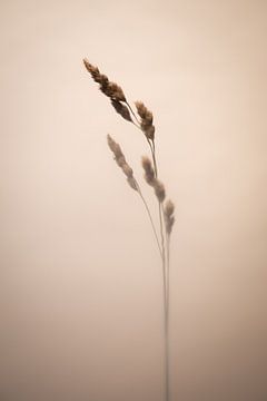 Grass: Positivity van Immerse Visuals