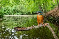 Ijsvogel in zijn natuurlijke omgeving