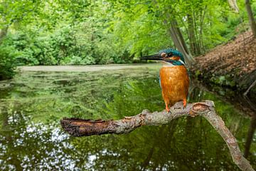 Ijsvogel in zijn natuurlijke omgeving van Walter Roost