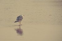 Seabird Portugal