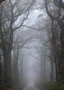 Allee der Bäume im Nebel von Tania Perneel