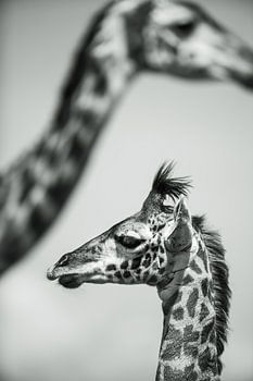 Moeder en kind: portret van de jonge giraf