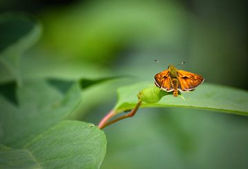 flauschiger Schmetterling von Mieke Verkennis